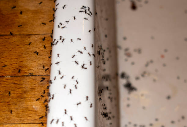 Best Rat Extermination Near Me  in Hyrum, UT