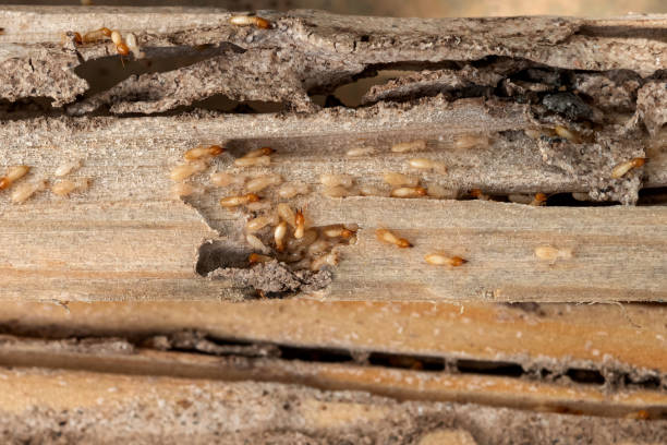 Best Best Pest Control Companies  in Hyrum, UT