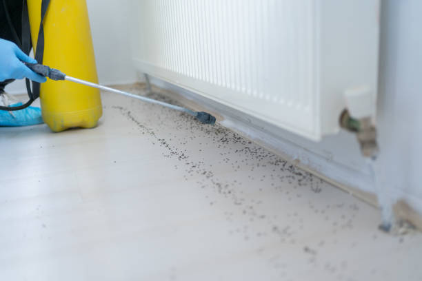 Best Flea Control Services  in Hyrum, UT